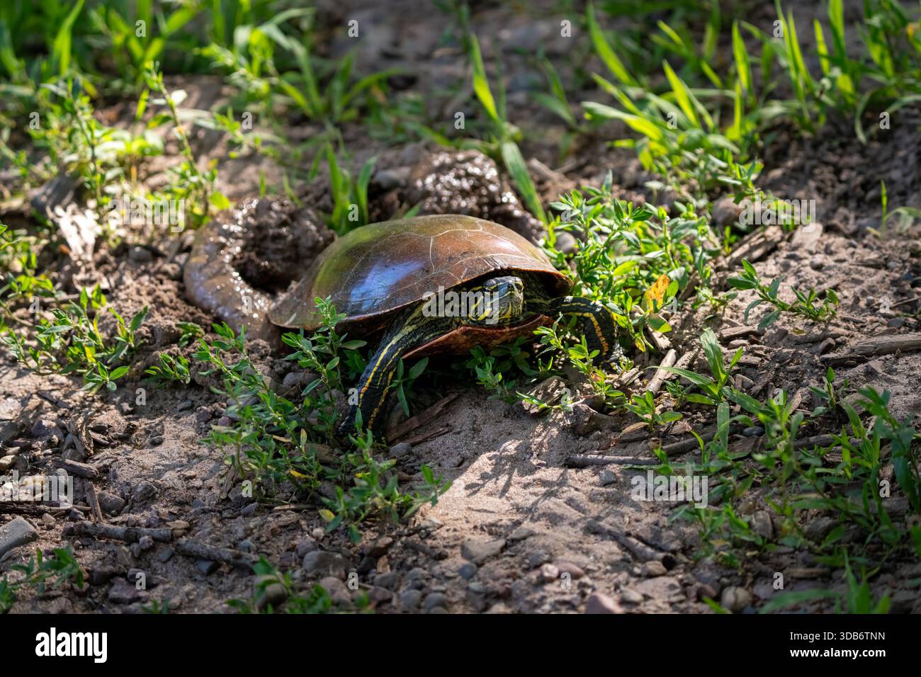 Una tartaruga emerge dallo sporco e dall'erba. Foto Stock