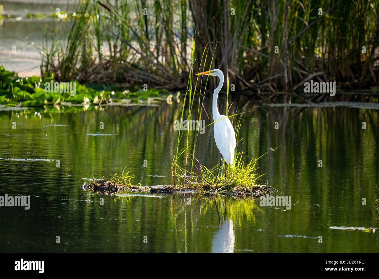 Un'egretta bianca sorge su una piccola isola erbosa in uno stagno. Foto Stock