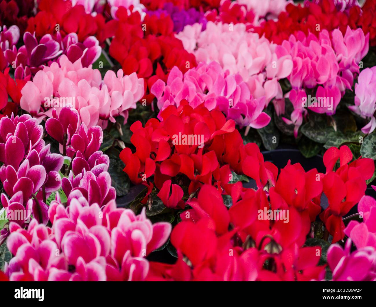 Cyclamen micro, Llucmajor, Mallorca, spagna. Foto Stock