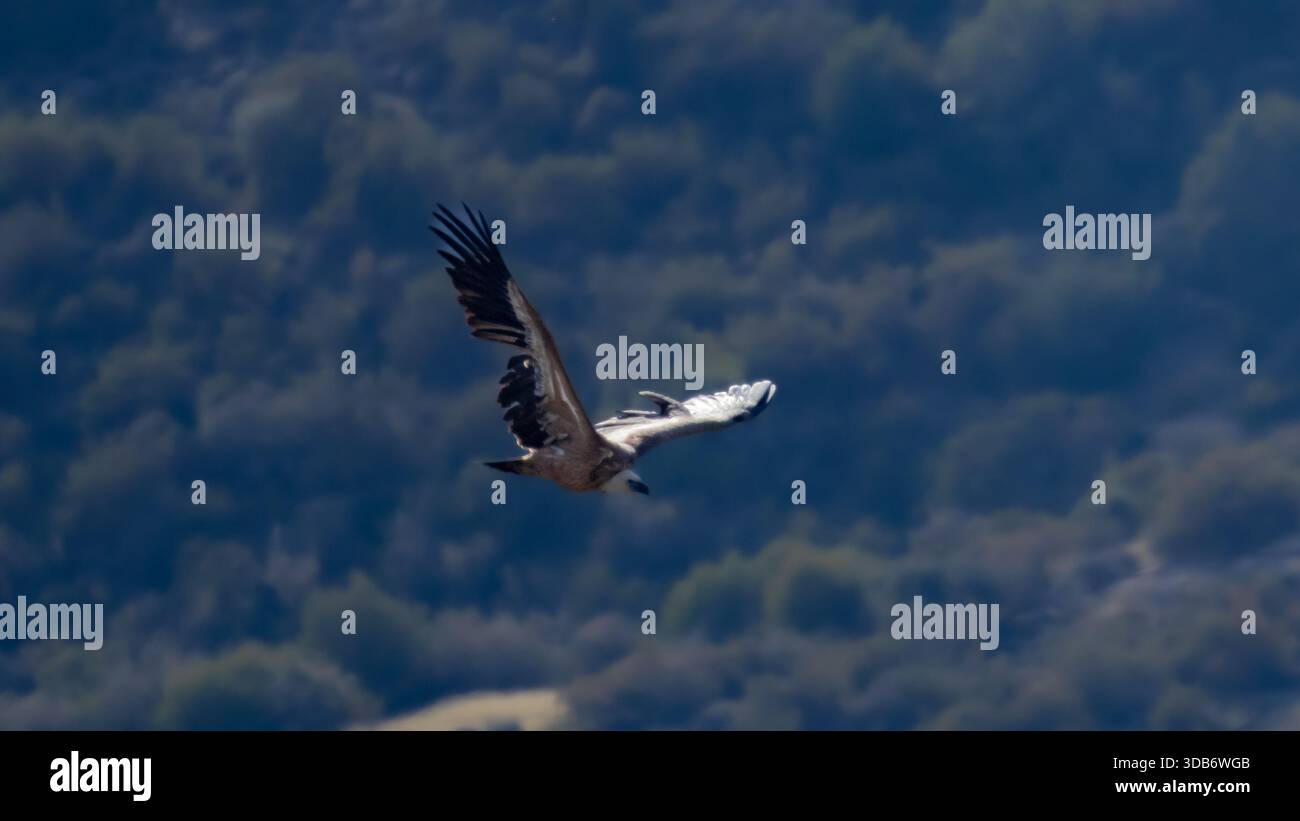 A Griffon Vulture (Gyps fulvus), una specie in via di estinzione a Cipro, che esegue un volo basso sul paesaggio di Limassol. Foto Stock