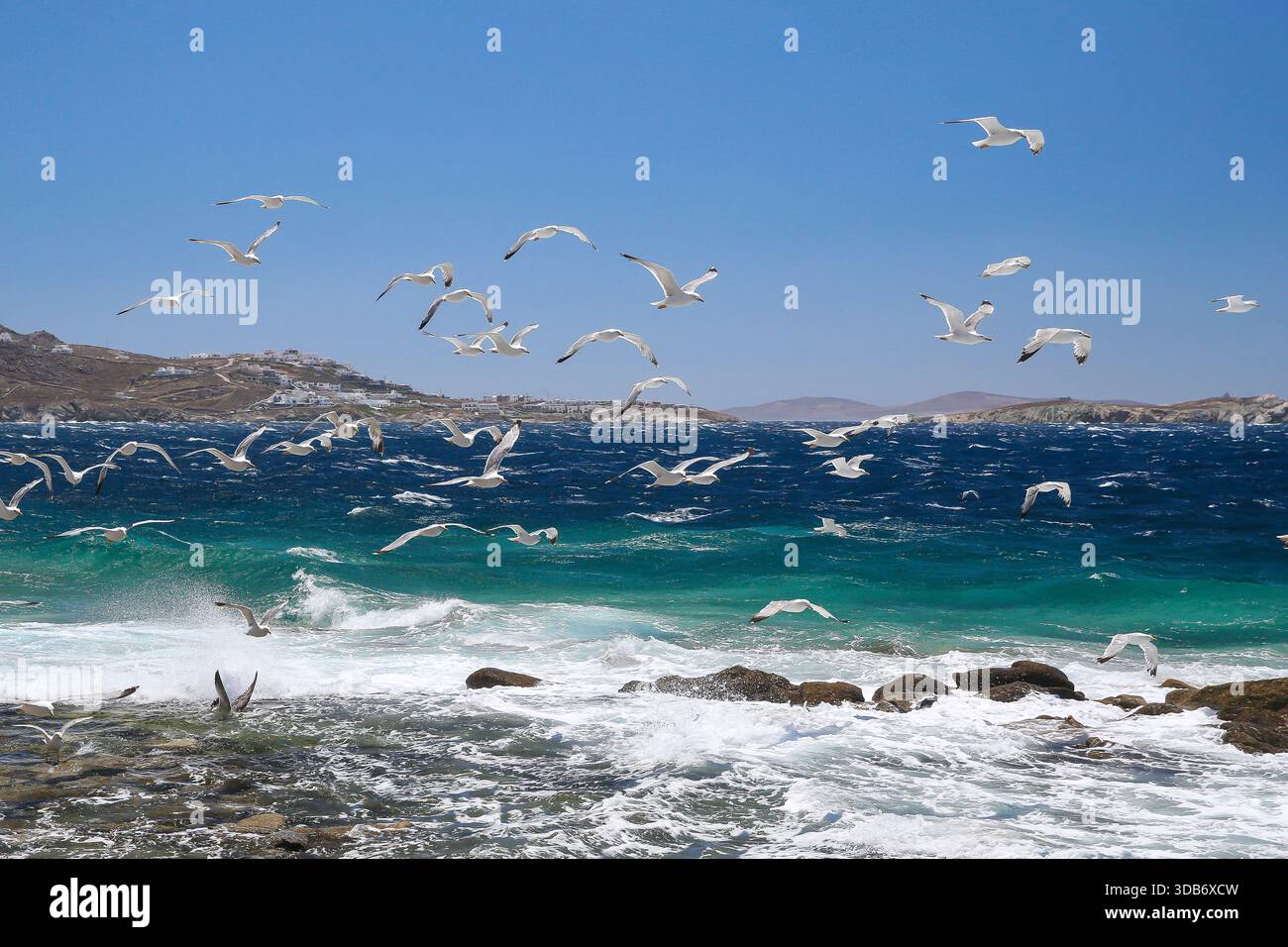 Gabbiani che volano sopra la costa rocciosa e le onde lungo la costa di Mykonos, Grecia. Foto Stock