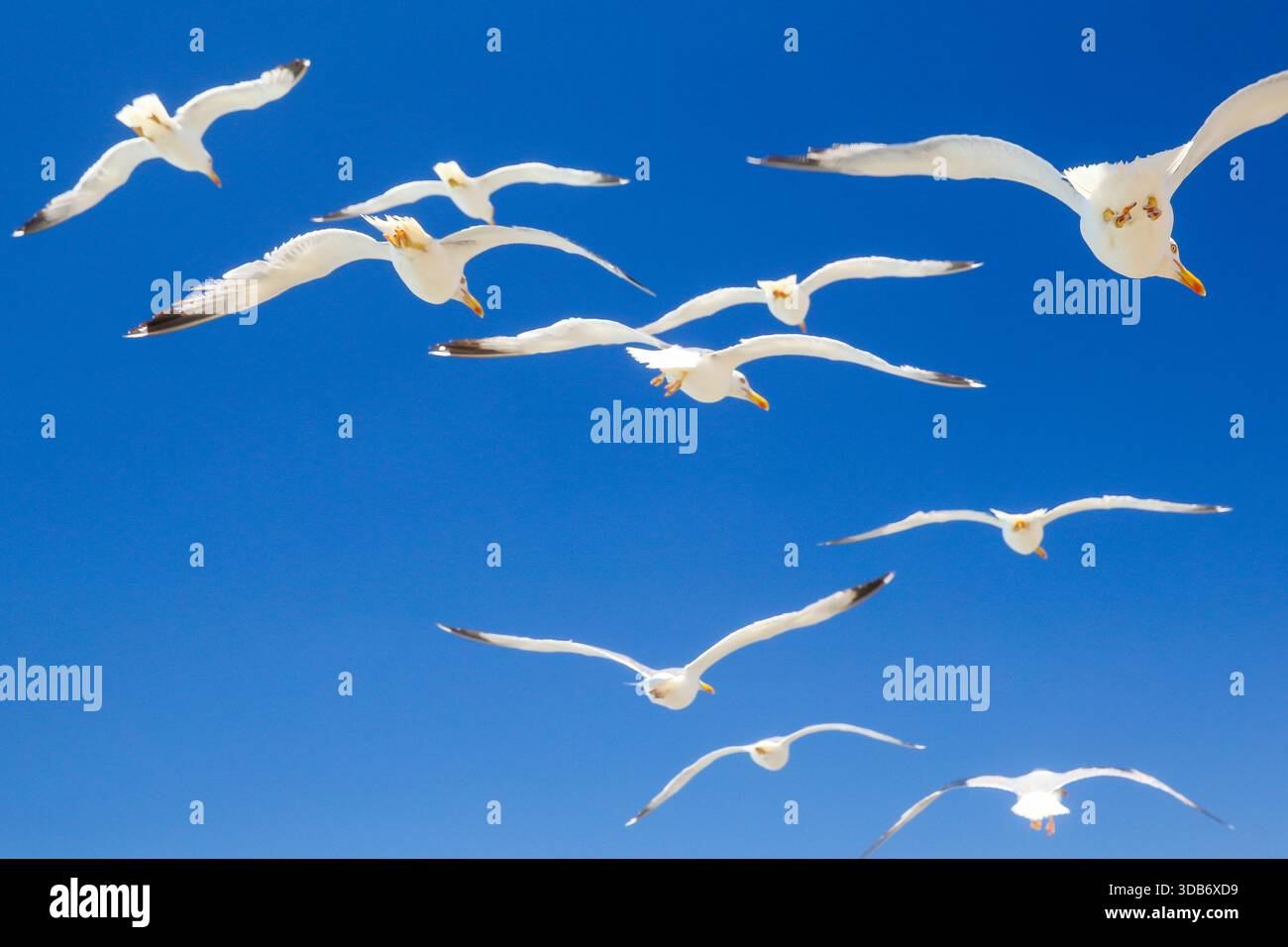 Gabbiani che volano sopra la costa rocciosa e le onde lungo la costa di Mykonos, Grecia. Foto Stock