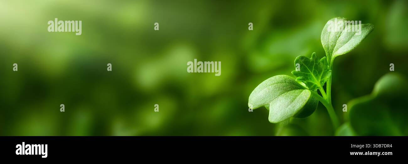 Macro di seedling in formato panoramico con sfondo sfocato come spazio di copia. I broccoli microverdi si chiudono con una piccola pianta che cresce verso la luce del sole Foto Stock