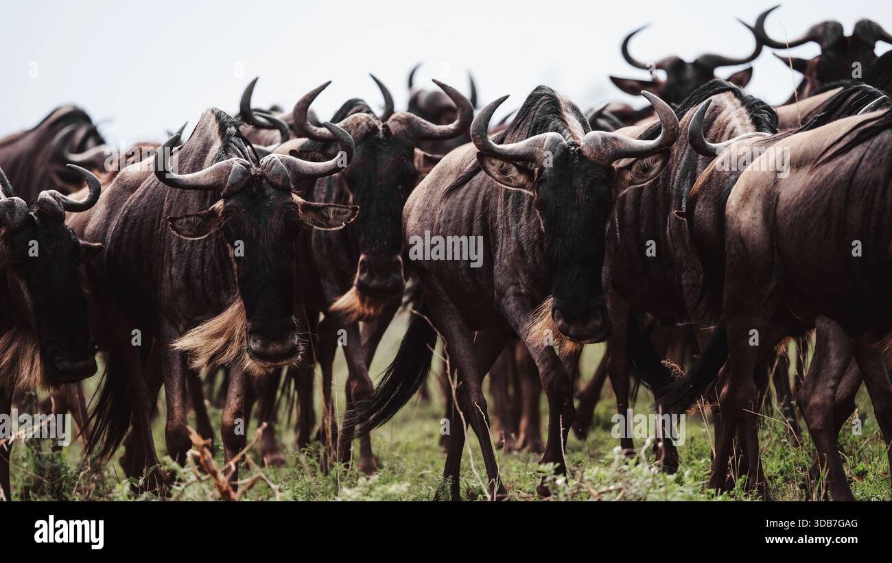 Immagine che raffigura gli GNU nel loro habitat naturale in Tanzania, mostrando la bellezza selvaggia della fauna selvatica africana, i paesaggi aperti di savana e un tempo Foto Stock