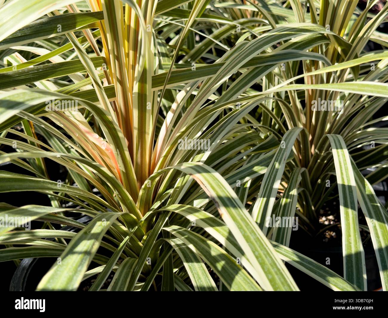 Vista di una varietà di piante Cordyline Australis. Foto Stock