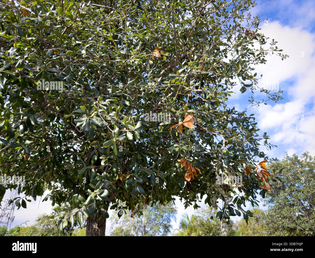 Una vista su una quercia viva del sud. Foto Stock