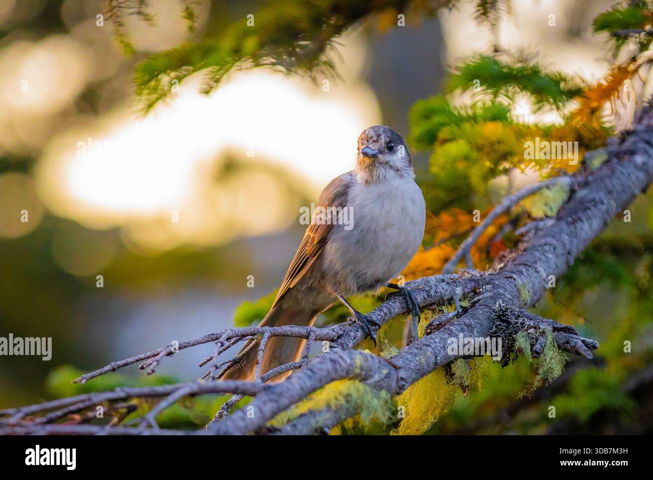 Un uccello Gray Jay viene catturato in primo piano, guardando curiosamente verso la telecamera dal suo appollaiato su un ramo d'albero al Monte Rainier. Foto Stock