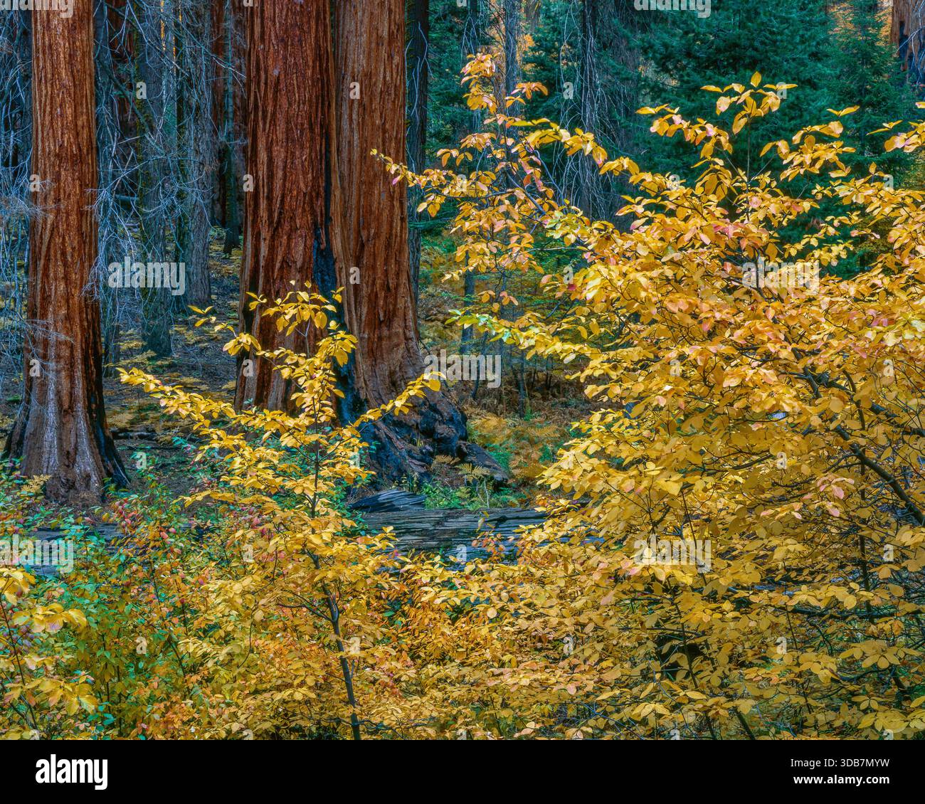 Dogwood, Giant Forest, Sequoia National Park, California Foto Stock