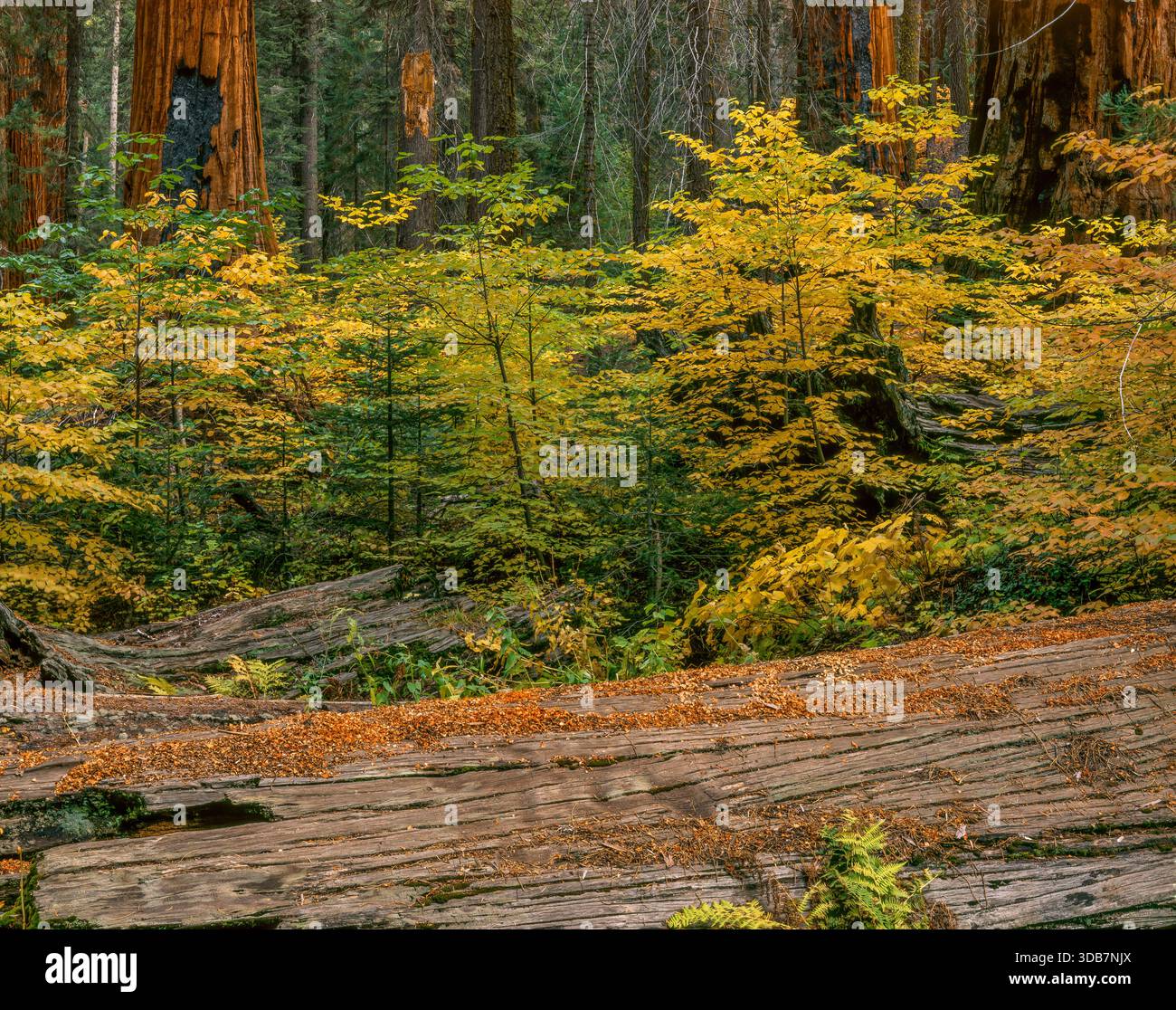 Dogwood, Sequoias, Giant Forest, Sequoia National Park, California Foto Stock