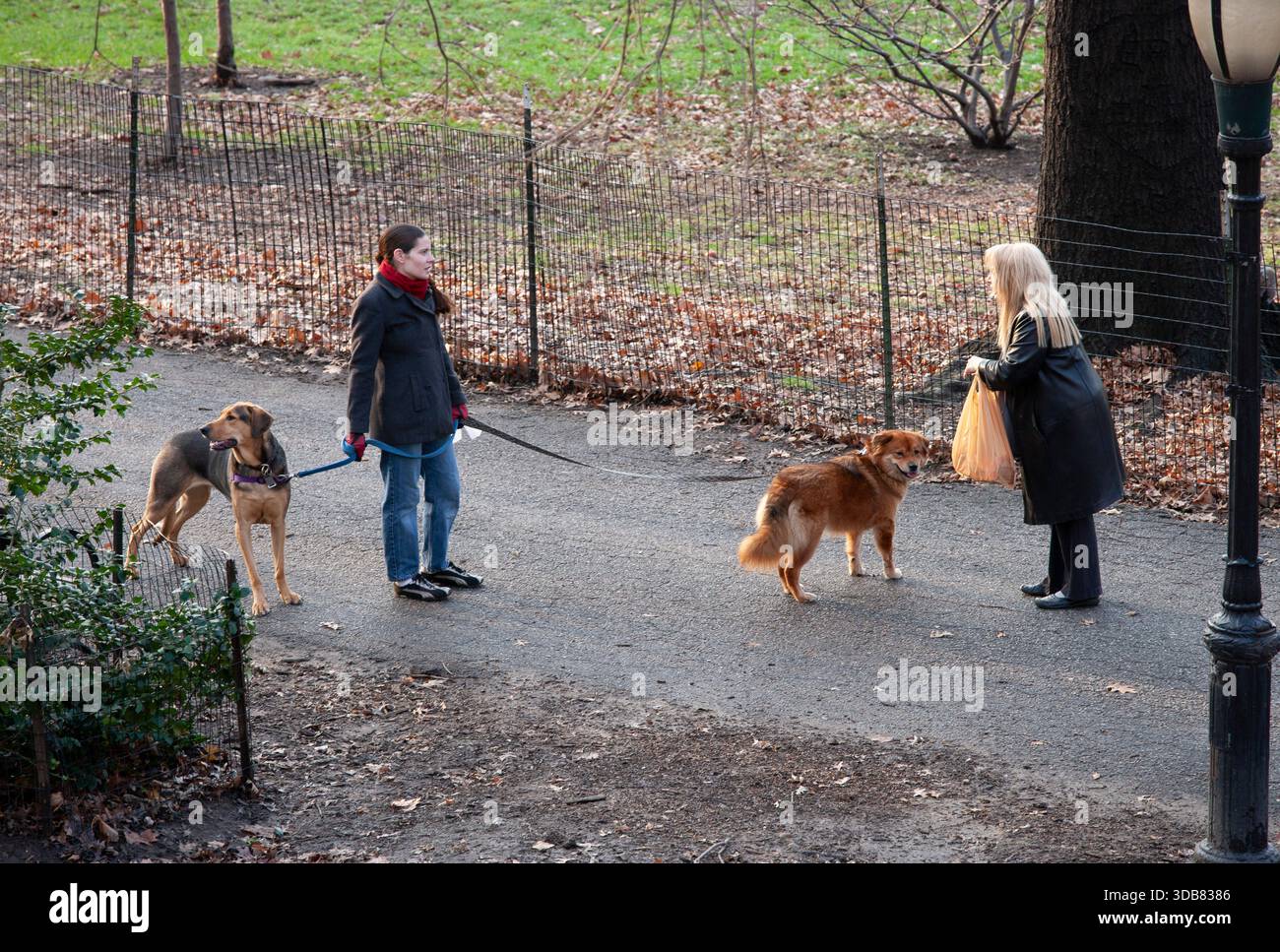 camminare i cani, stati uniti Foto Stock