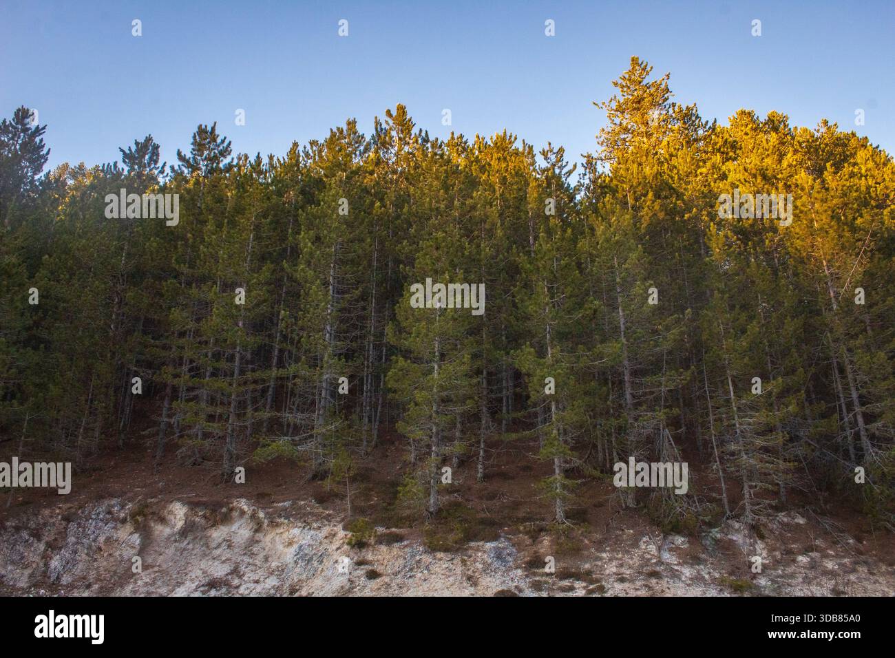Alta risoluzione di un'ampia vista di una pineta che copre una collina sotto il cielo limpido, illuminata dalla luce calda del sole, che trasmette la natura calma e la silvicoltura Foto Stock