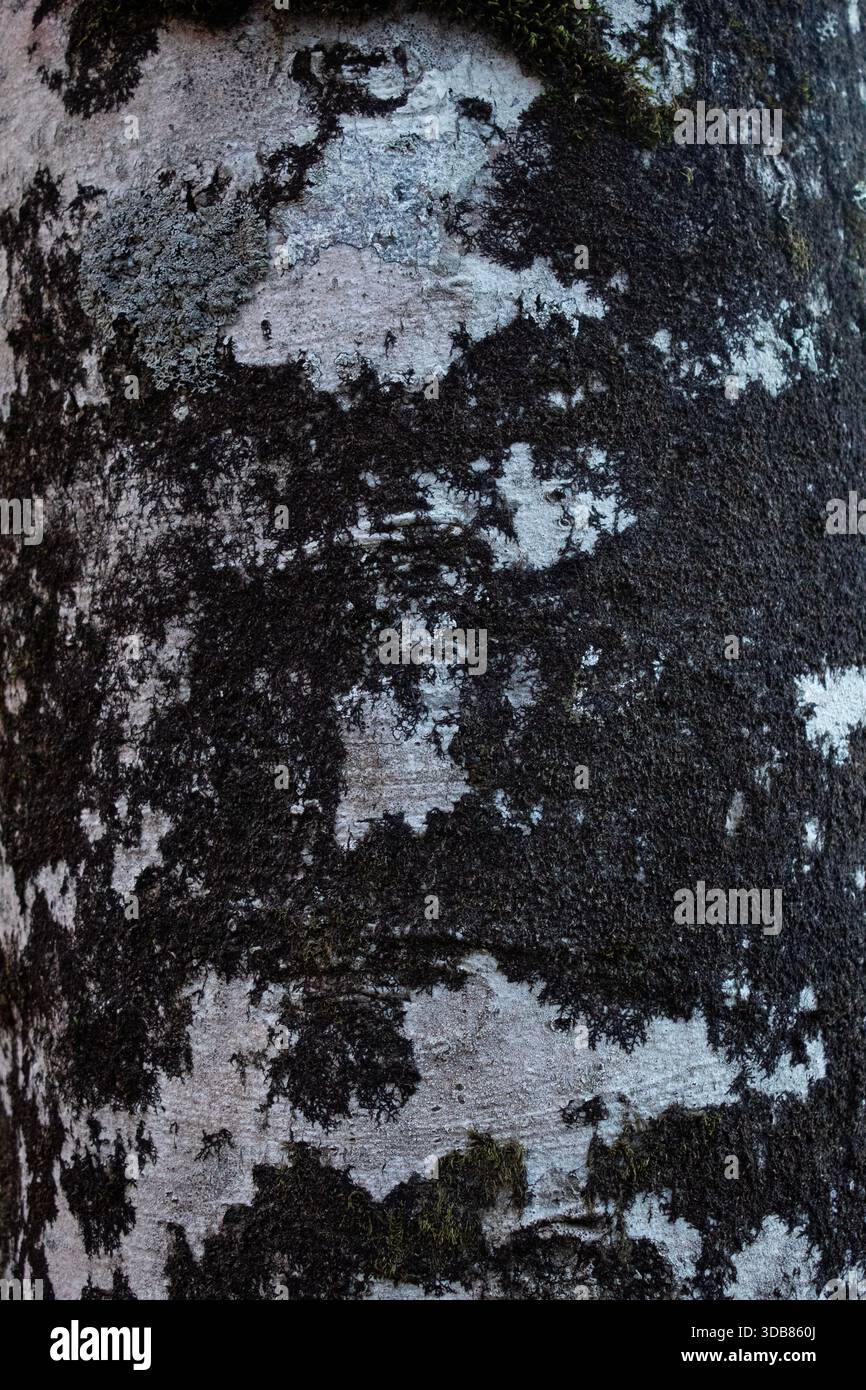 Superficie dettagliata di corteccia naturale degli alberi che mostra motivi stratificati e texture resistente agli agenti atmosferici, adatta per sfondi boschivi, design organico e carte da parati Foto Stock