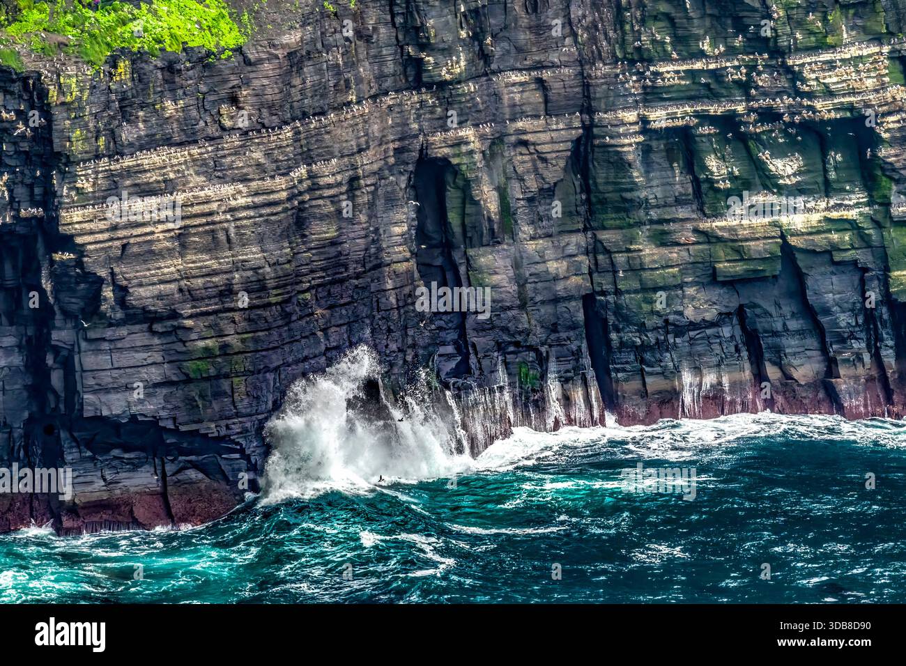 Colorful Cove Waves uccelli marini Nests Cliffs of Moher Claire County Ireland. Le scogliere si innalzano fino a 702 metri sopra l'Oceano Atlantico e corrono per 14 miglia lungo i Foto Stock