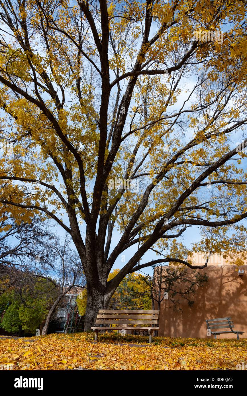 Parco panchine sotto alti alberi (probabilmente frassino) autunno, foglie gialle, parte del Santa Fe Watershed, Santa Fe, New Mexico, Stati Uniti. Foto Stock