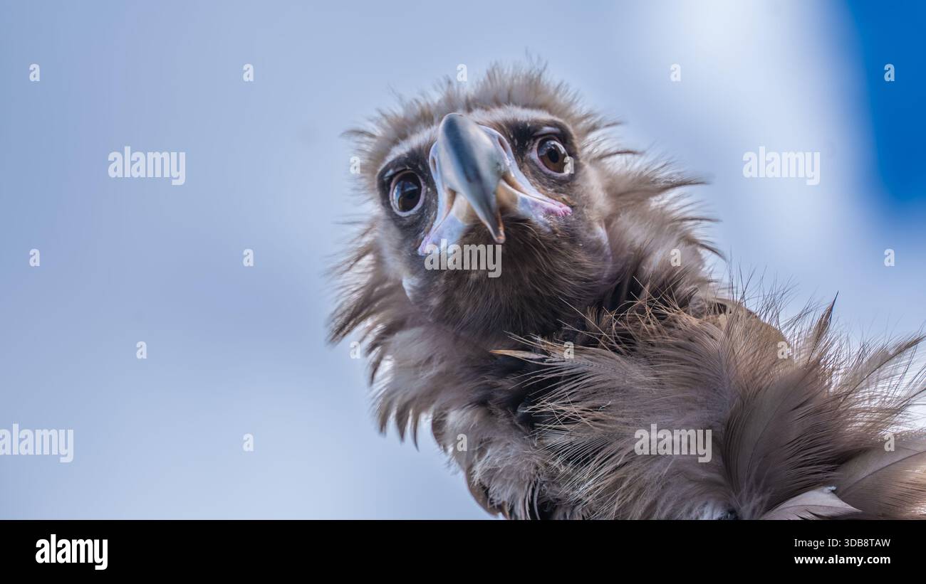 Un affascinante ritratto dall'angolazione bassa che cattura l'espressione vigile e leggermente curiosa di un Vulture. Questa prospettiva unica è stata catturata durante un f Foto Stock