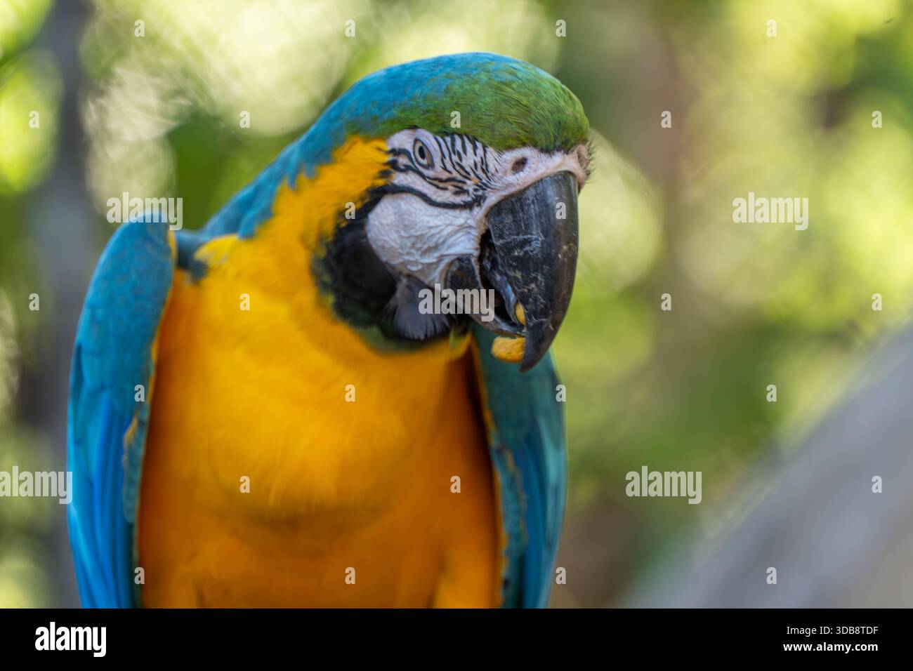 Un sorprendente ritratto ravvicinato di un Macao blu e giallo (Ara ararauna) con un piumaggio blu brillante e giallo dorato, che presenta dettagli intensi Foto Stock