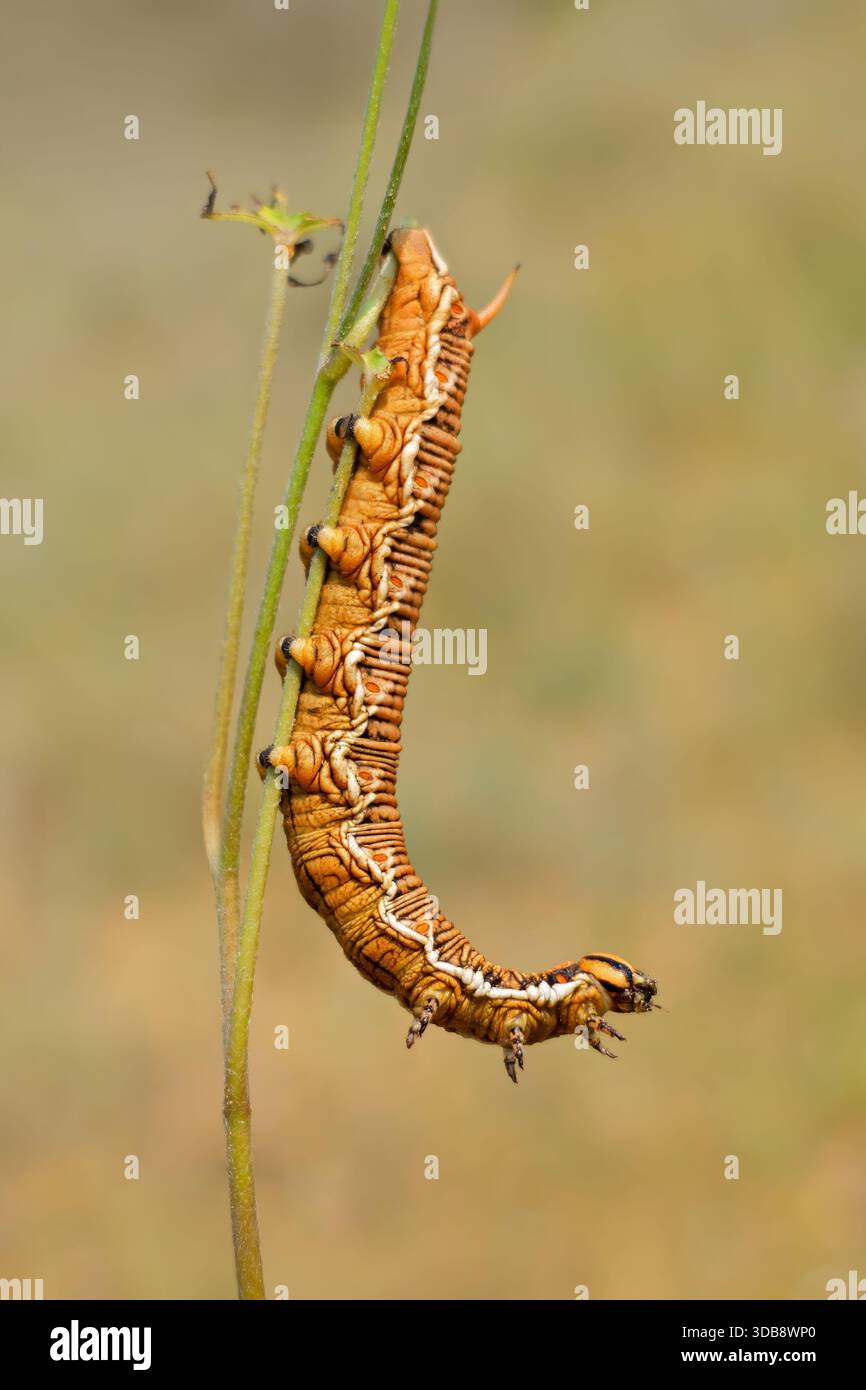 Primo piano di un bruco marrone arancio su un ramo in un habitat naturale, il Sudafrica Foto Stock