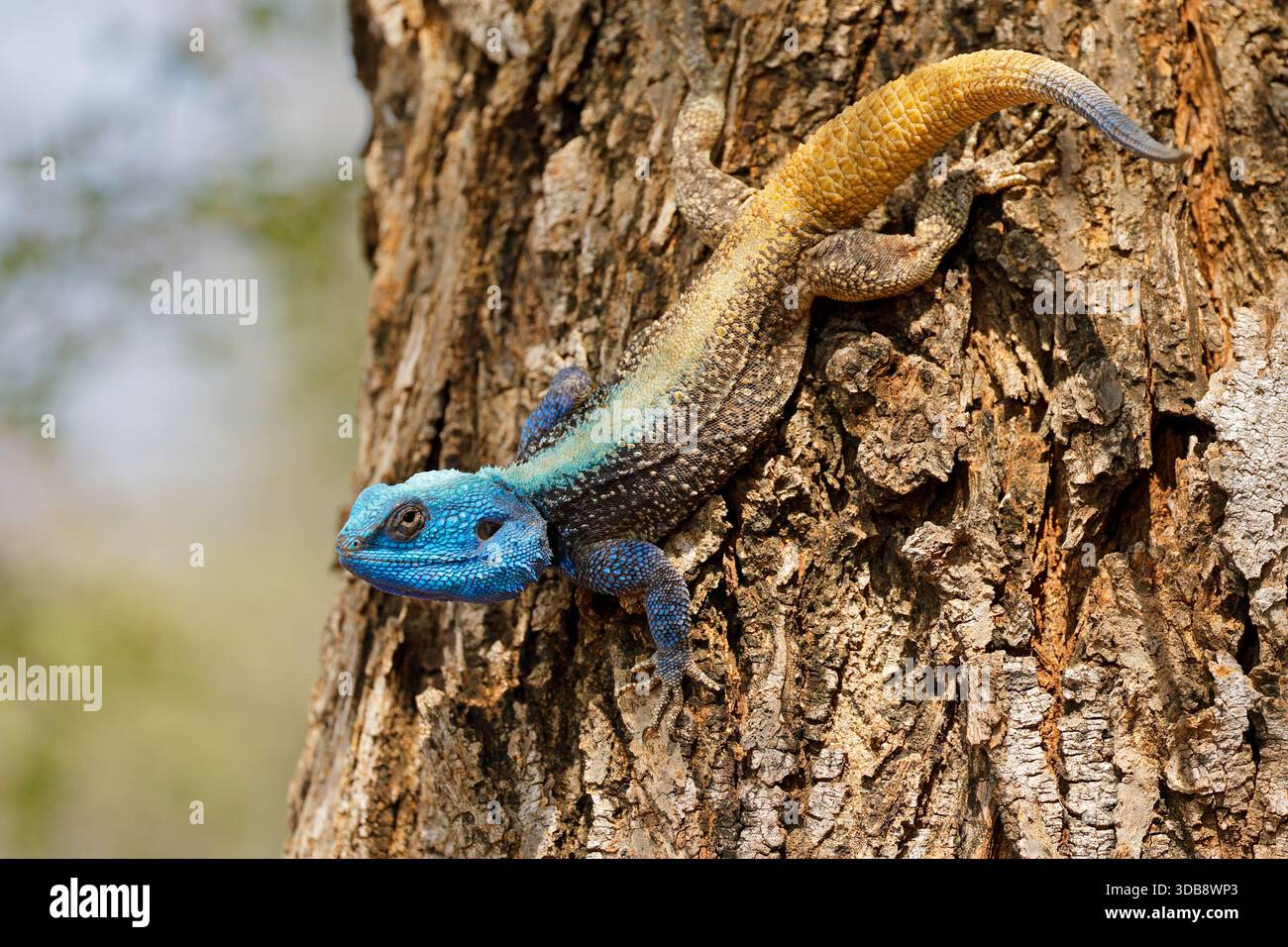 Un colorato albero del sud maschile agama (Acanthocercus atricollis) in un albero, il Parco Nazionale di Kruger, Sud Africa Foto Stock