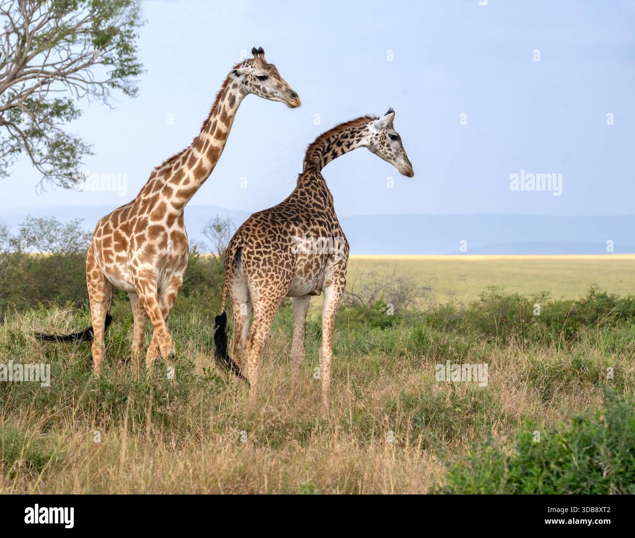Due giraffe Maasai (Giraffa camelopardalis tippelskirchi) a Maasai Mara Foto Stock