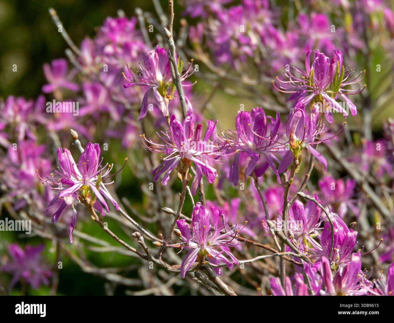 Rhododendron canadense, rodora o Canada rosebay pianta con vibranti fiori viola. Arbusto ornamentale in fiore del Nord America. Foto Stock