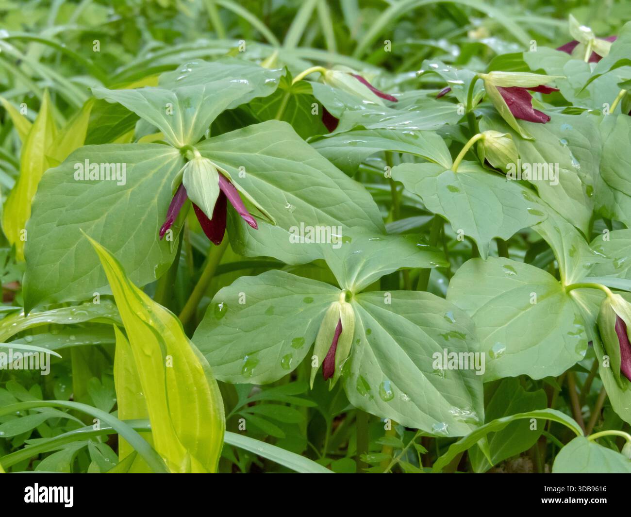 Trillium erectum, chiamato anche trillium rosso, wake robin, o Purple trillium, con fiore rosso intenso a tre petali. Fiore selvatico autoctono del North Am Foto Stock