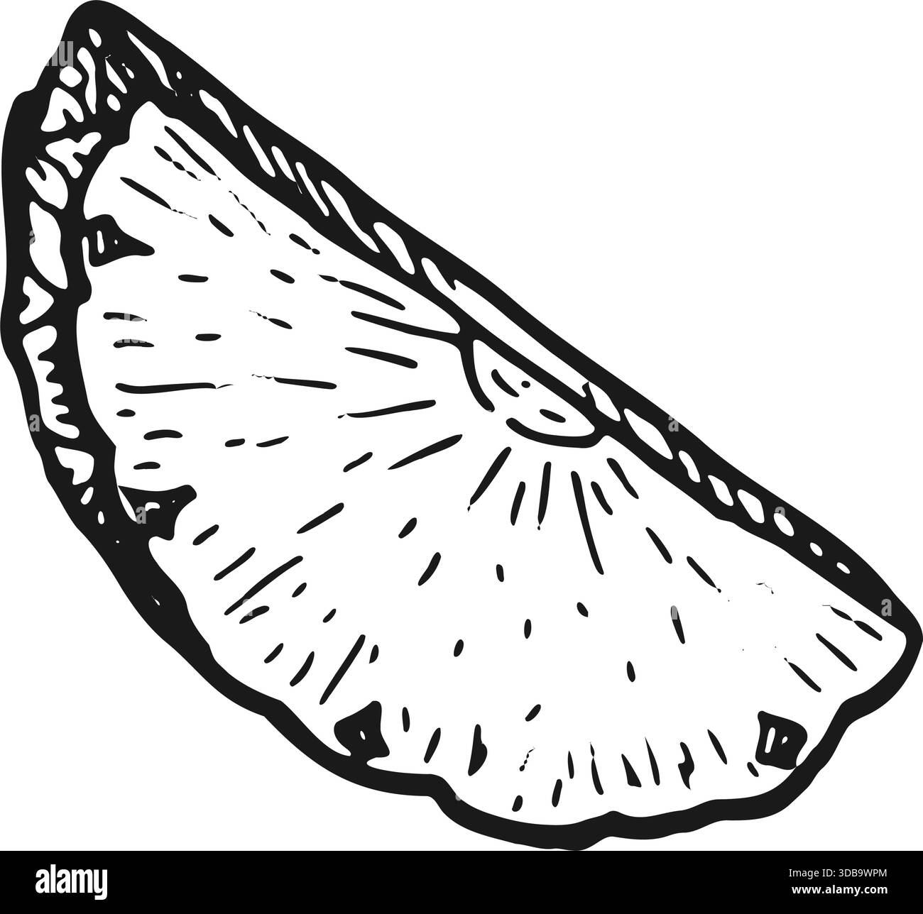 Illustrazione dello schizzo del vettore di sezione dell'ananas. Metà ananas tropicale isolato in stile vintage lineare. Illustrazione Vettoriale