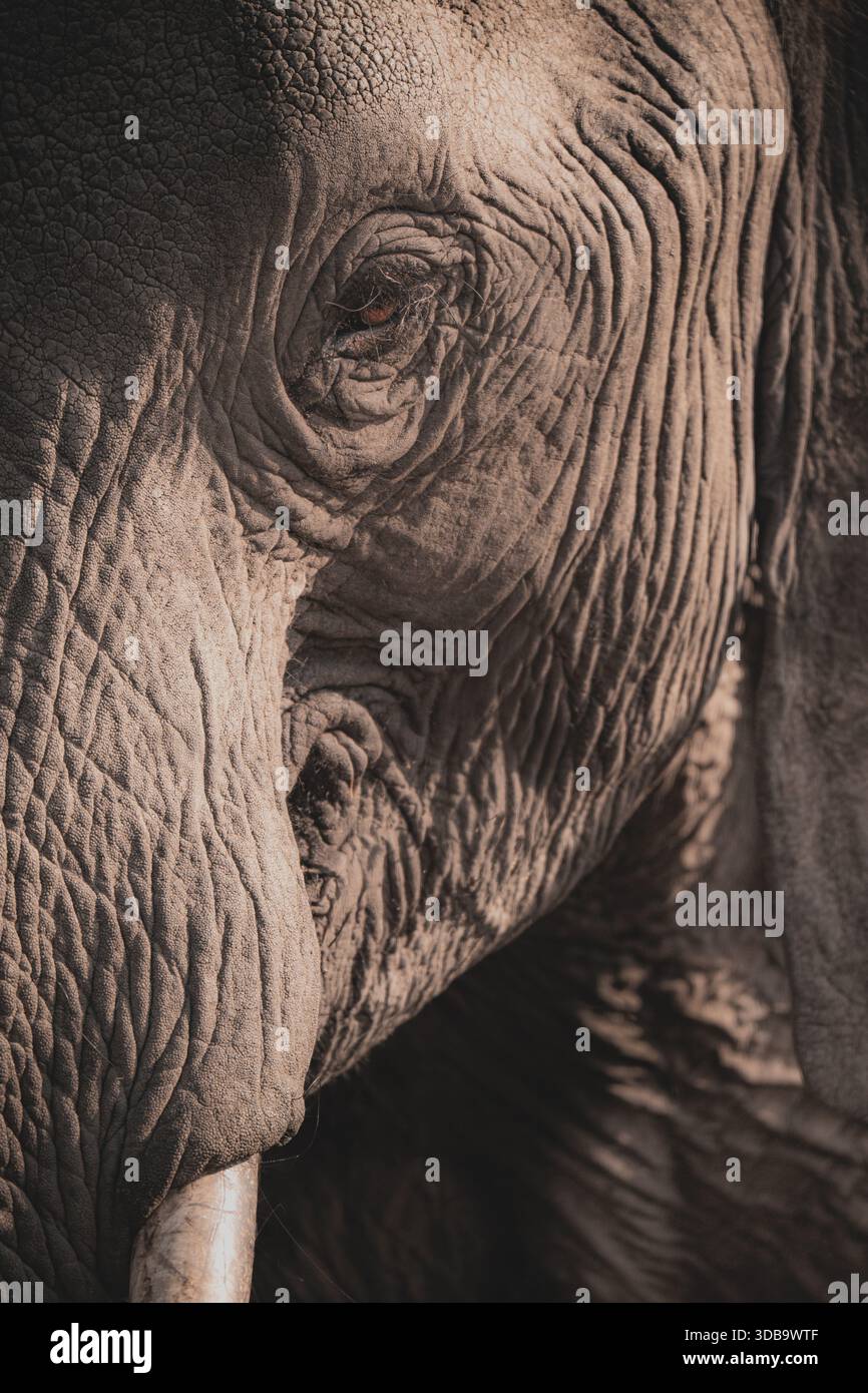 Primo piano dell'occhio di un elefante e della pelle rugosa Foto Stock