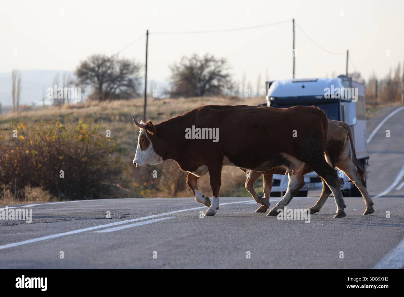 Le mucche pascolano tramontare sull'erba verde in un campo Foto Stock