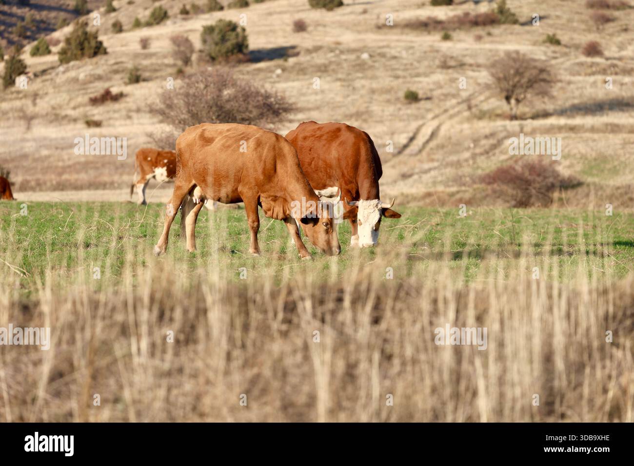 Le mucche pascolano tramontare sull'erba verde in un campo Foto Stock