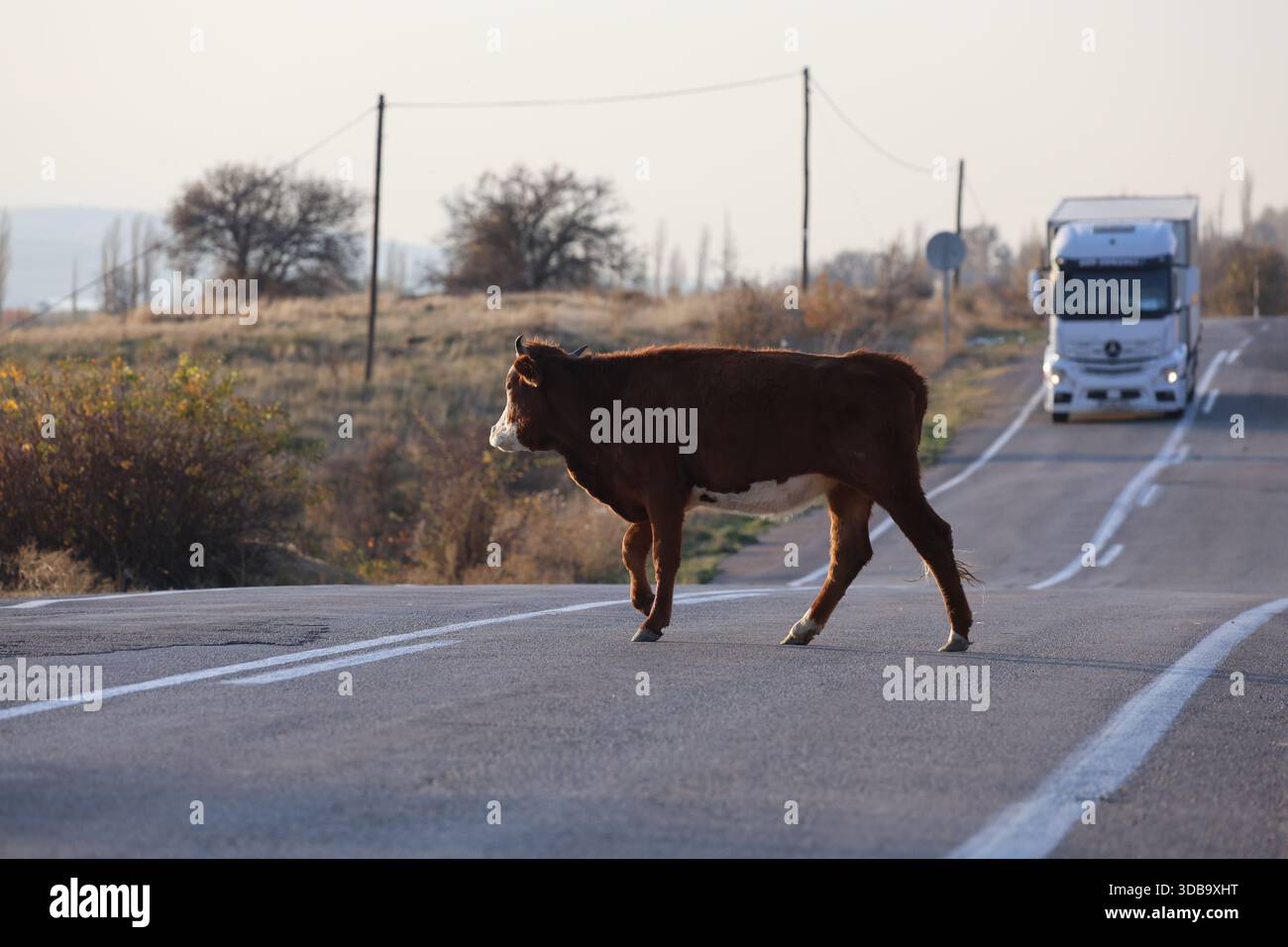 Le mucche pascolano tramontare sull'erba verde in un campo Foto Stock