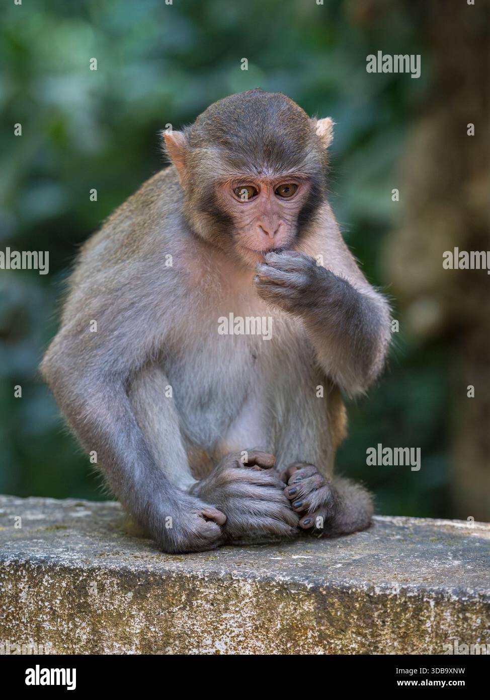 Ritratto verticale completo di simpatico giovane macaco rhesus aka rhesus Monkey o macaca mulatta seduto sul ponte, parco nazionale della foresta di Lawachara, Bangladesh Foto Stock