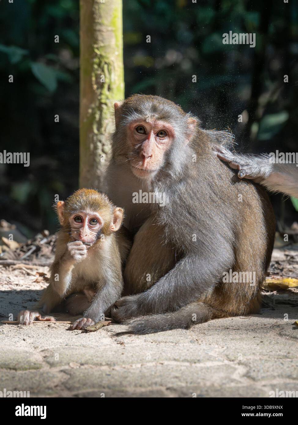 Ritratto completo verticale della madre e del bambino rhesus macaque aka rhesus scimmia o macaca mulatta sul sentiero, parco nazionale della foresta di Lawachara, Bangladesh Foto Stock