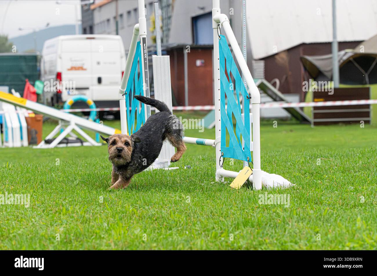 Border Terrier nella concorrenza per l'agilità Foto Stock