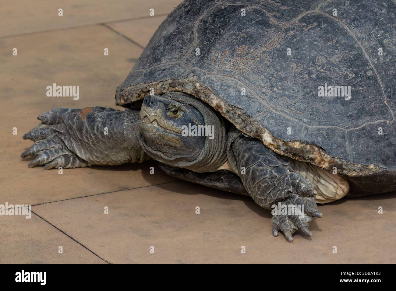 Ritratto ravvicinato della tartaruga del tempio dalla testa gialla (Heosemys annandalii), appena fuori dalle porte del tempio a Bang PU, a sud-est di Bangkok, Thailandia. Foto Stock