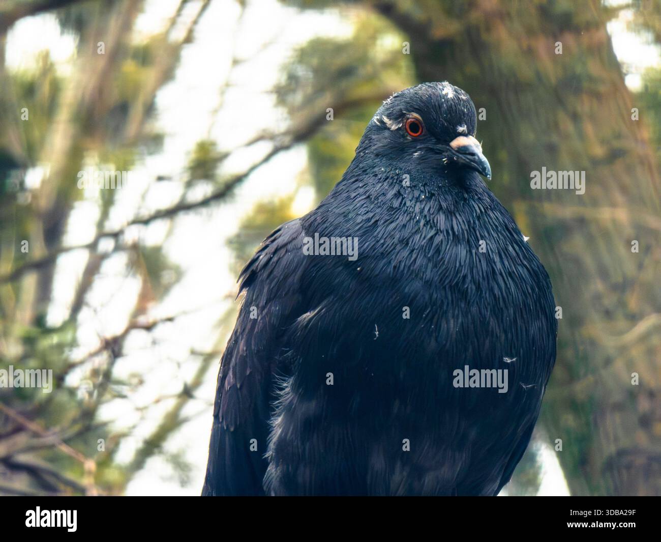 Piccione nero con un occhio rosso e piume umide scure, guardando attentamente verso il lato, con un verde naturale sfocato e fogliame marrone nella b Foto Stock