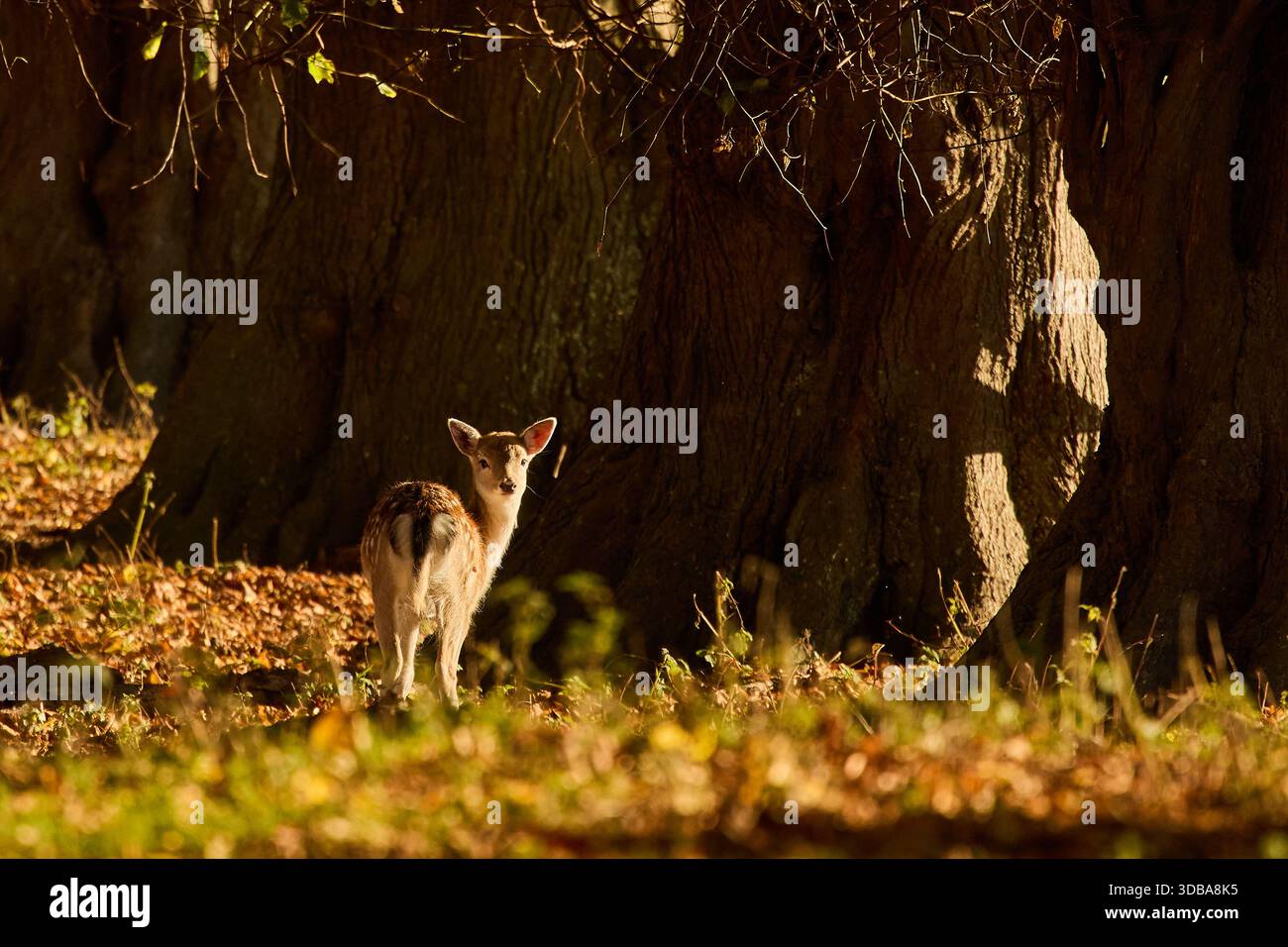 Un faun di cervo che guarda indietro alla telecamera illuminata contro un tronco di albero scuro. Foto Stock
