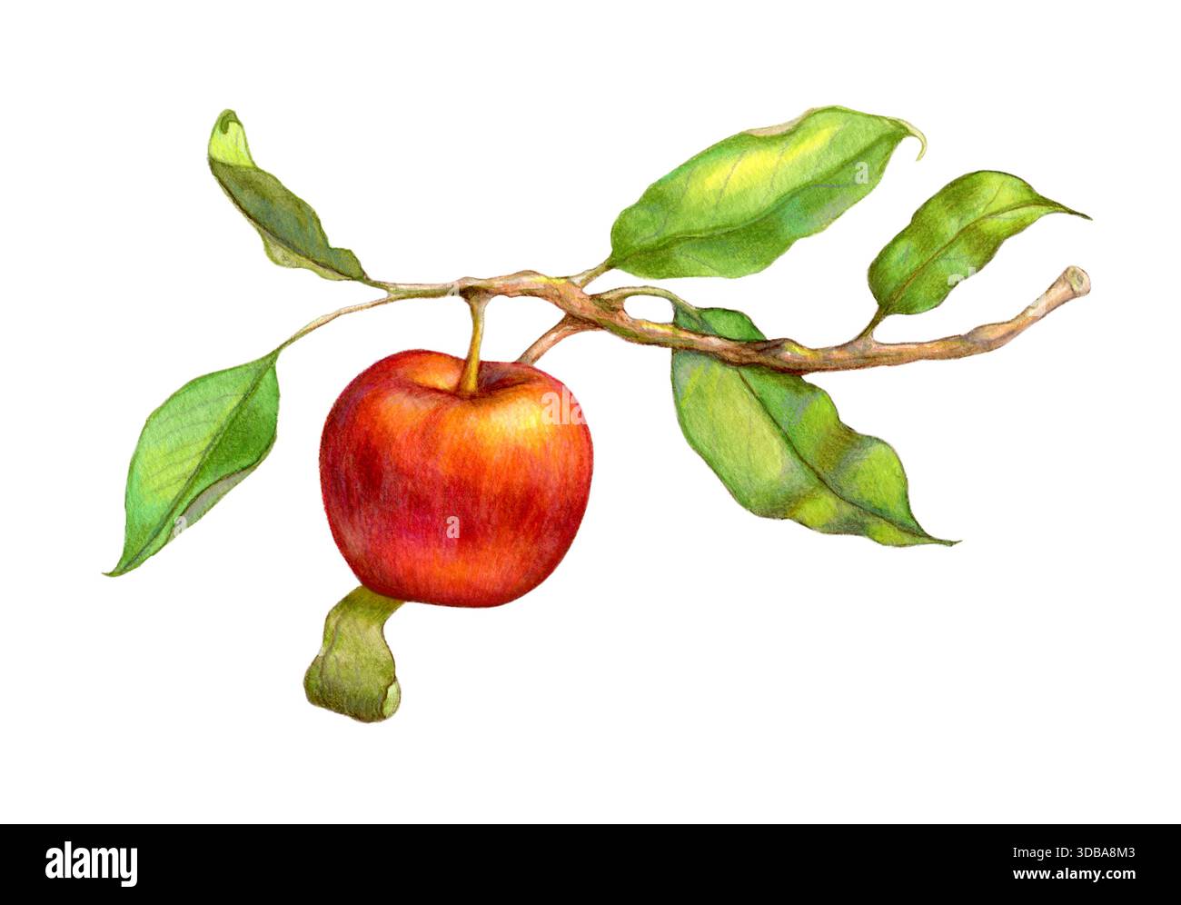 Mela rossa colorata che sporge da un ramo frondoso. Illustrazione tradizionale su carta, la mia opera d'arte. Foto Stock