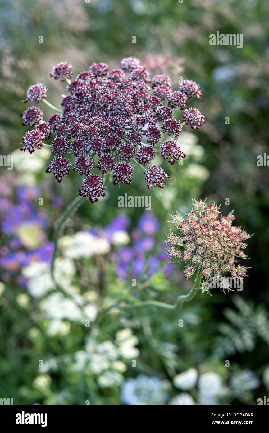 Daucus carota "Dara" Foto Stock