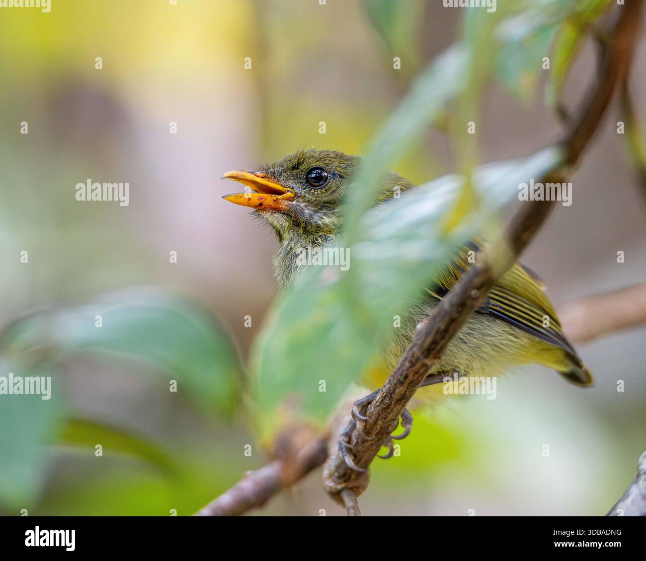 pecorina petto giallo arroccata su un ramo sottile, parzialmente incorniciata da morbide foglie verdi. Foto Stock