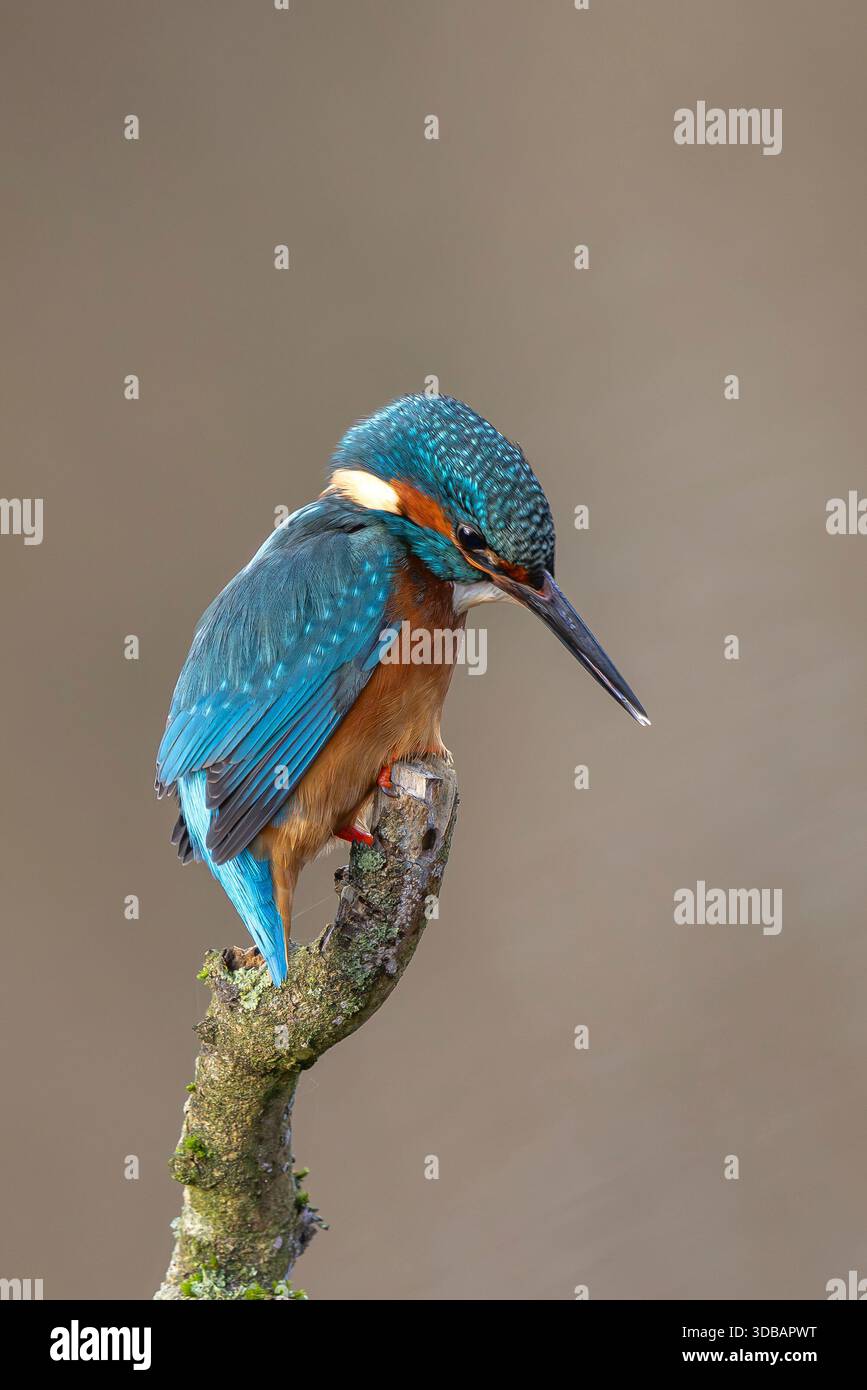 Vista ravvicinata di un selvaggio kingfisher britannico arroccato su un ramo coperto di licheni, con la testa inclinata verso il basso alla ricerca di prede. Foto Stock