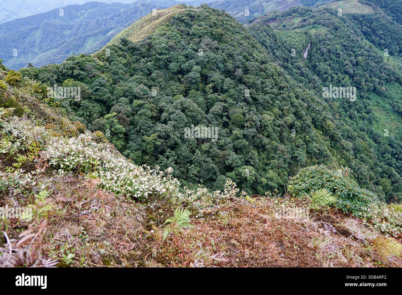 Vista aerea mozzafiato di una verdeggiante cresta montana e di una fitta giungla tropicale con fiori bianchi selvatici che fioriscono sul fianco della collina. Foto Stock