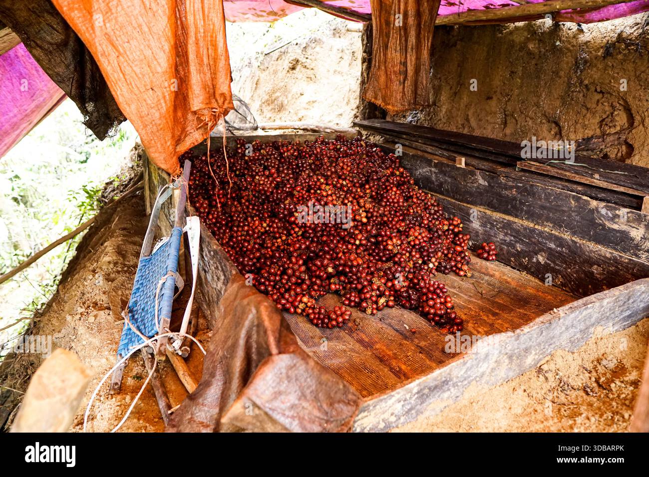 Ciliegie di caffè rosso appena raccolte ammassate in un cestino di legno rustico in una piantagione rurale di montagna durante la stagione del raccolto. Foto Stock