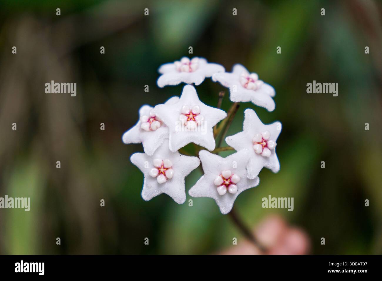 Primo piano di delicati fiori di Hoya bianchi a forma di stella con centri rosa in un giardino tropicale, macro fotografia dei fiori di piante di cera. Foto Stock