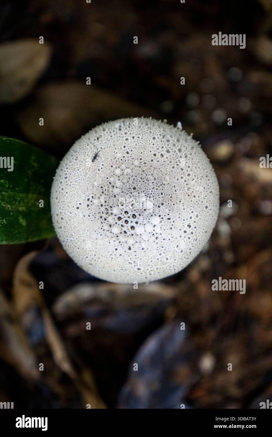 Vista macro dall'alto verso il basso di un fungo di palla di peluche bianco su un pavimento di foresta scuro con un piccolo insetto sulla sua superficie. Foto Stock