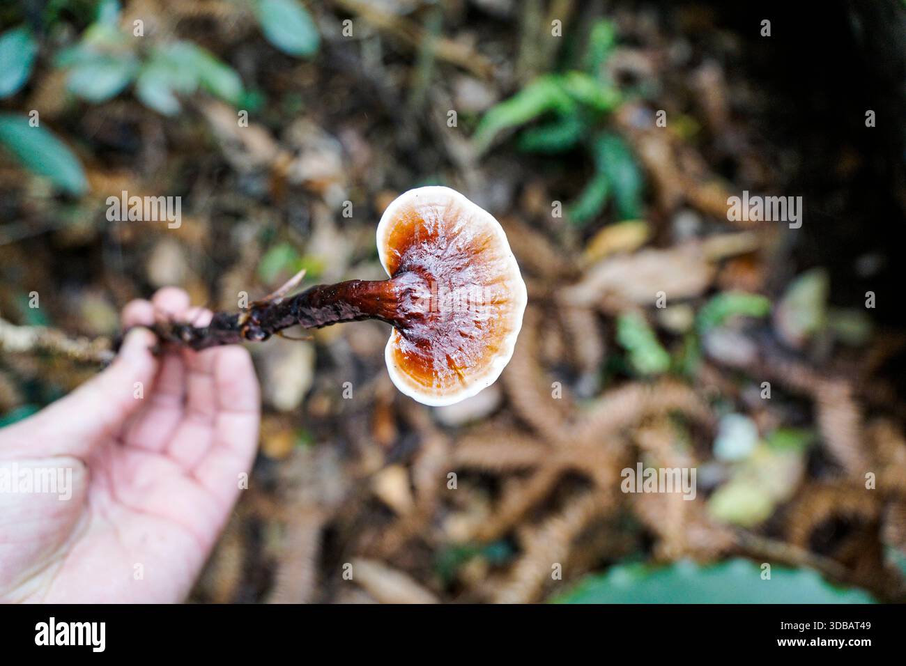 Mano che tiene in mano un fungo Reishi selvatico (Ganoderma lucidum) in una foresta, evidenziandone il cappuccio lucido e le proprietà medicinali. Foto Stock