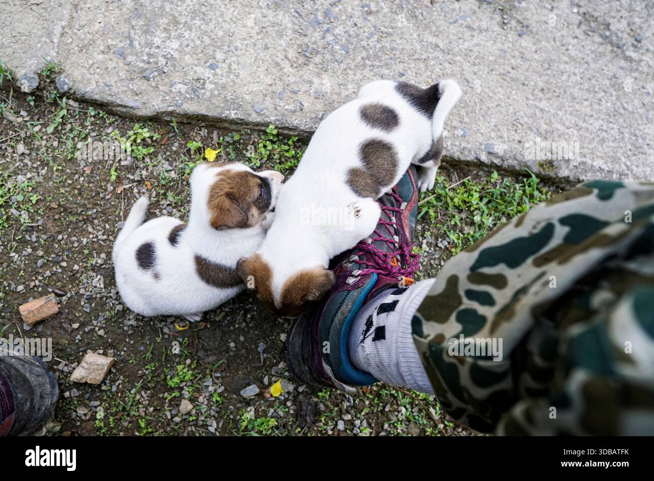 Vista dall'alto di due simpatici cuccioli macchiati che giocano con lo stivale di un escursionista. Persona che indossa pantaloni mimetici e scarpe da trekking all'aperto. Foto Stock