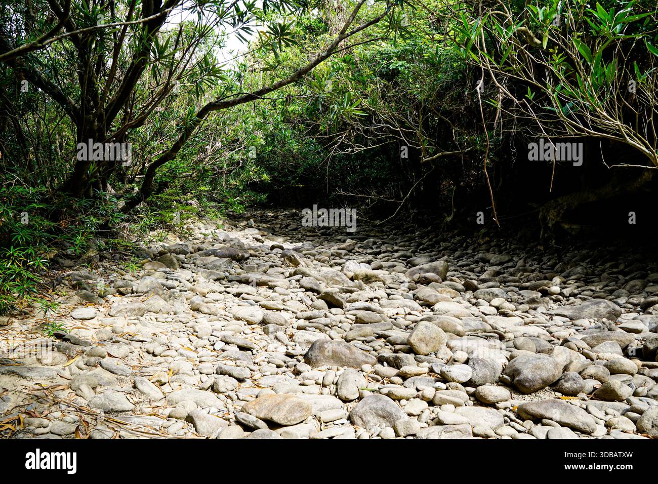 Letto di fiume asciutto pieno di lisce pietre grigie circondate da fitti alberi di foresta, che indicano siccità o stagione secca in un ambiente naturale selvaggio. Foto Stock