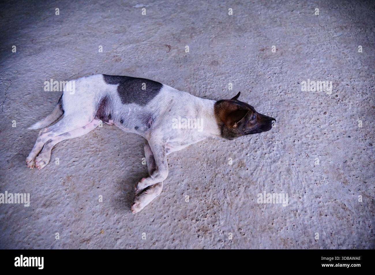 Un cane randagio sottile, bianco e marrone giace pacificamente su un pavimento di cemento, sembrando riposare o dormire, evocando temi di benessere animale e resilienza. Foto Stock
