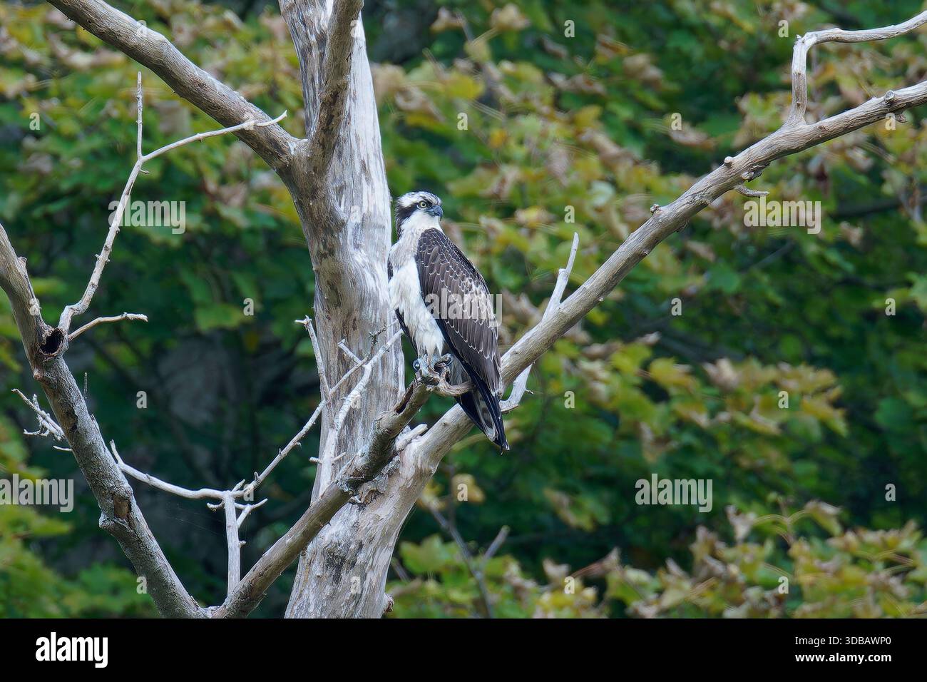 Giovanile Osprey maschile - Pandion haliaetus arroccato. Foto Stock