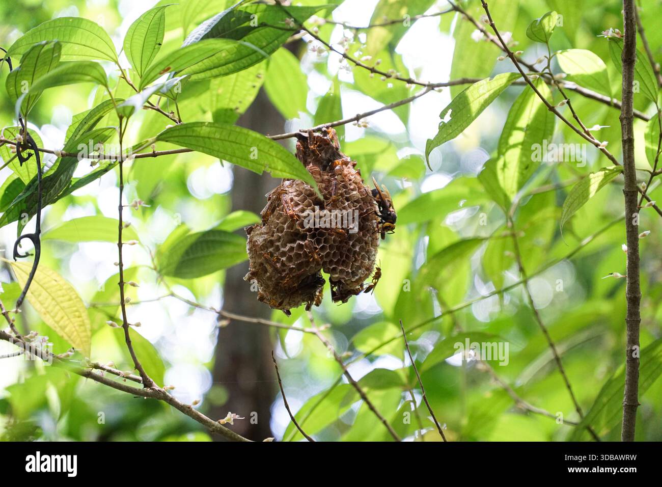Nido di WASP con vespe su un ramo d'albero, circondato da foglie verdi. Foto Stock